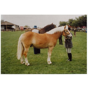 Breyer Traditional 1415 Strikey - RDA 40th Anniversary Winner
